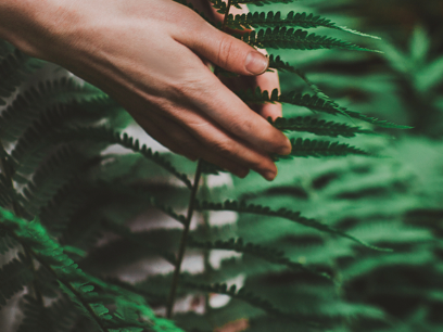 Polypodium Leucotomos