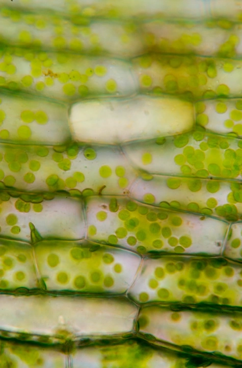 aktuva-triple-image2