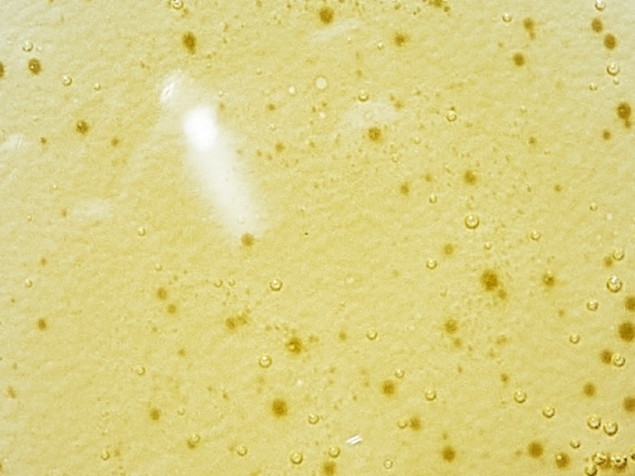 Proteoglicanos características