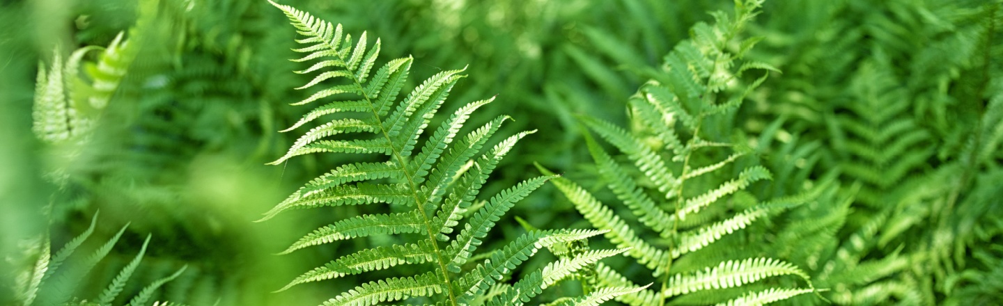 Polypodium leucotomos