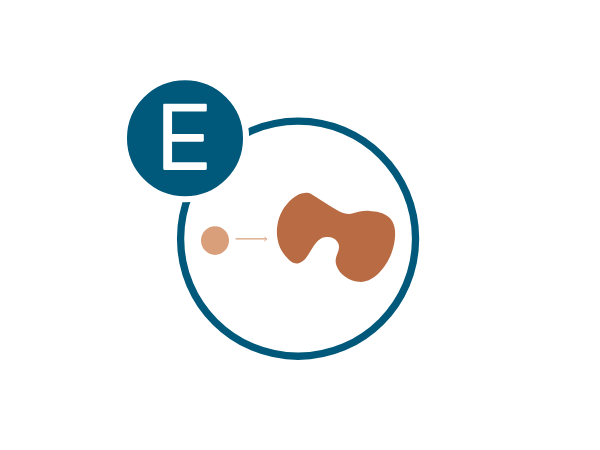melanoma-regla-e